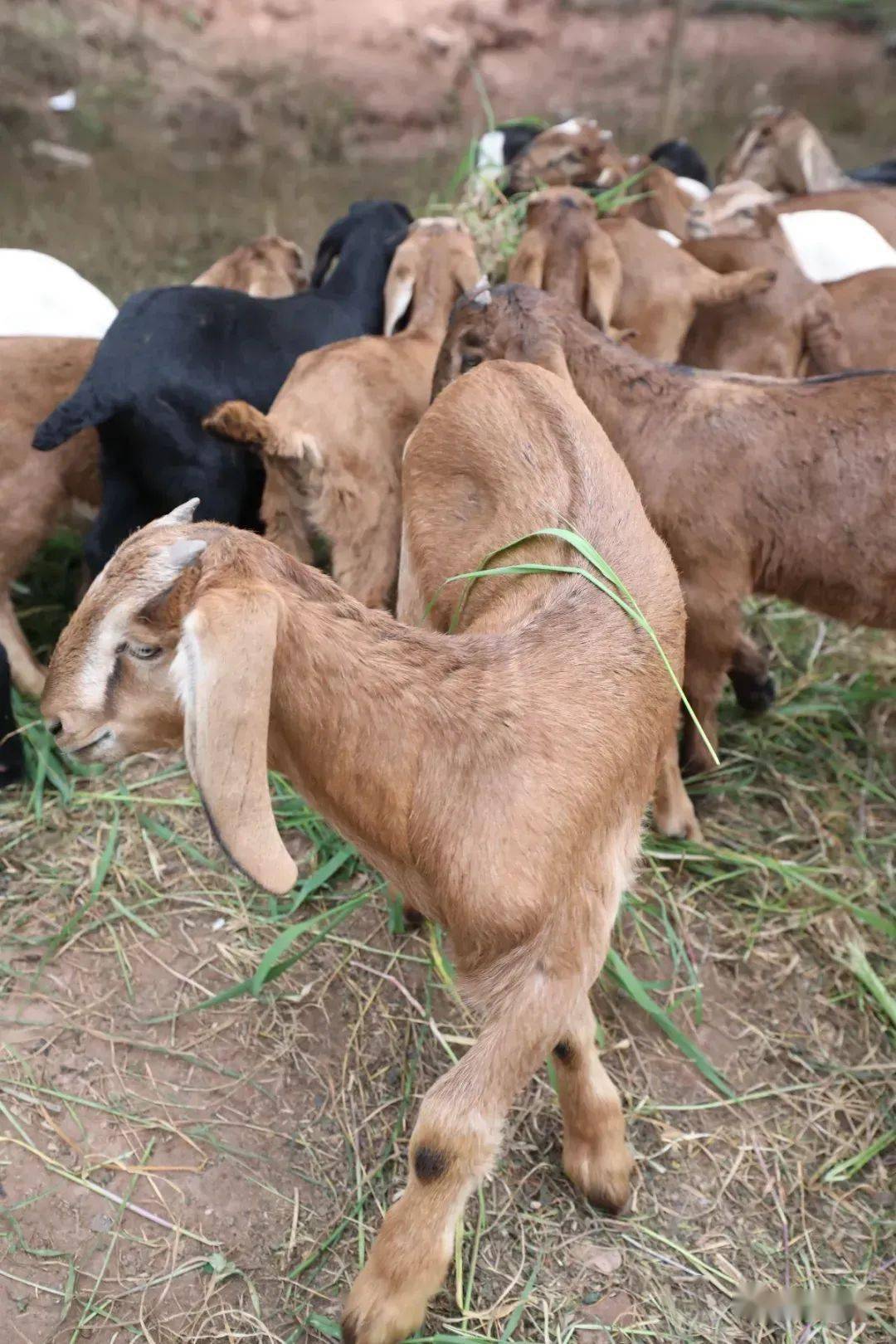 简州大耳羊是由努比山羊与简阳本地山羊杂交培育形成的肉用山羊新品种