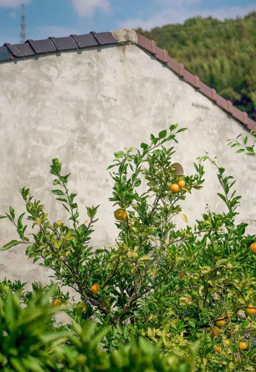 来"掌上奉化",把"福利"带回家!_宫川_甬优_程序