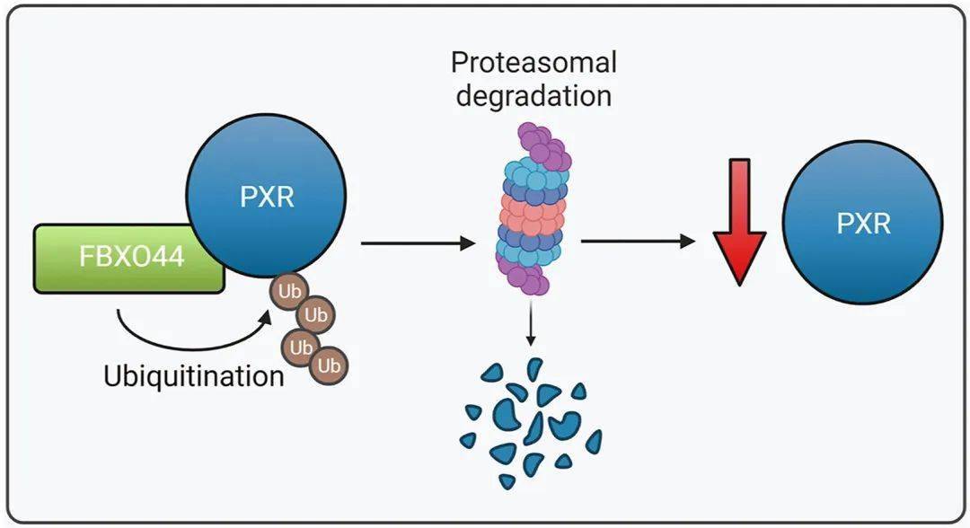 【apsb】2023年11期_jiang_pharm_acta