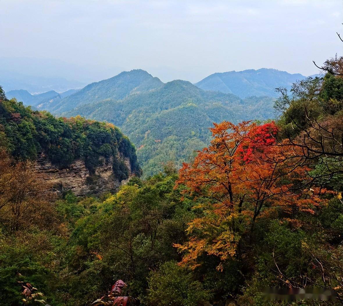 已经红了,快来汉中汉江源看彩林!_景区_宁强县_红叶