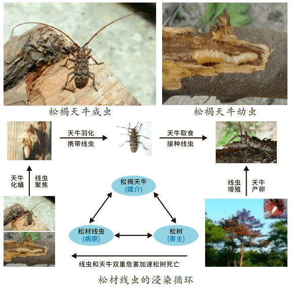 这些松材线虫病小知识请您了解_松树_疫情_规定