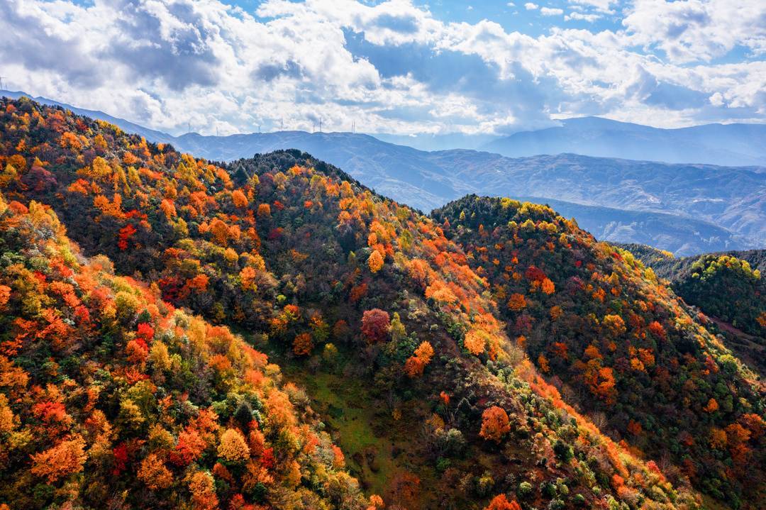图集丨层林尽染 四川金阳县百草坡秋色醉人_红叶_大凉山_封面