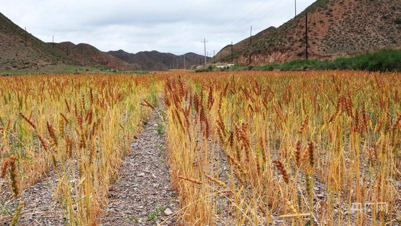 据记载,皋兰"禾尚头"小麦的种植历史,始于元末明初,距今已有600多年的