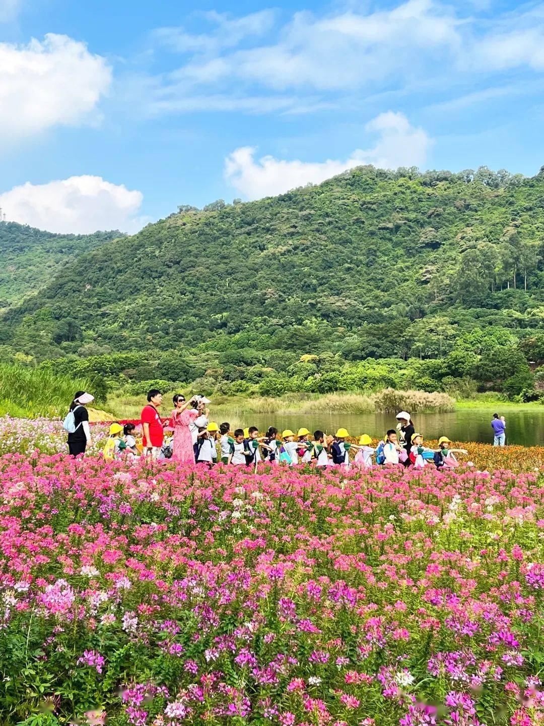 南沙黄山鲁森林公园白水湖秋日绝美花海惊艳亮相,随手一拍出大片!