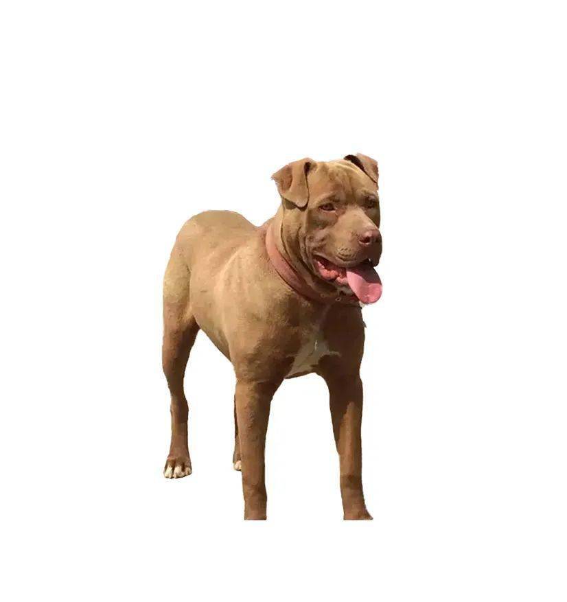犬法国波尔多犬多伯曼犬法国狼犬高加索犬凯利蓝梗捷克福斯克犬可蒙犬