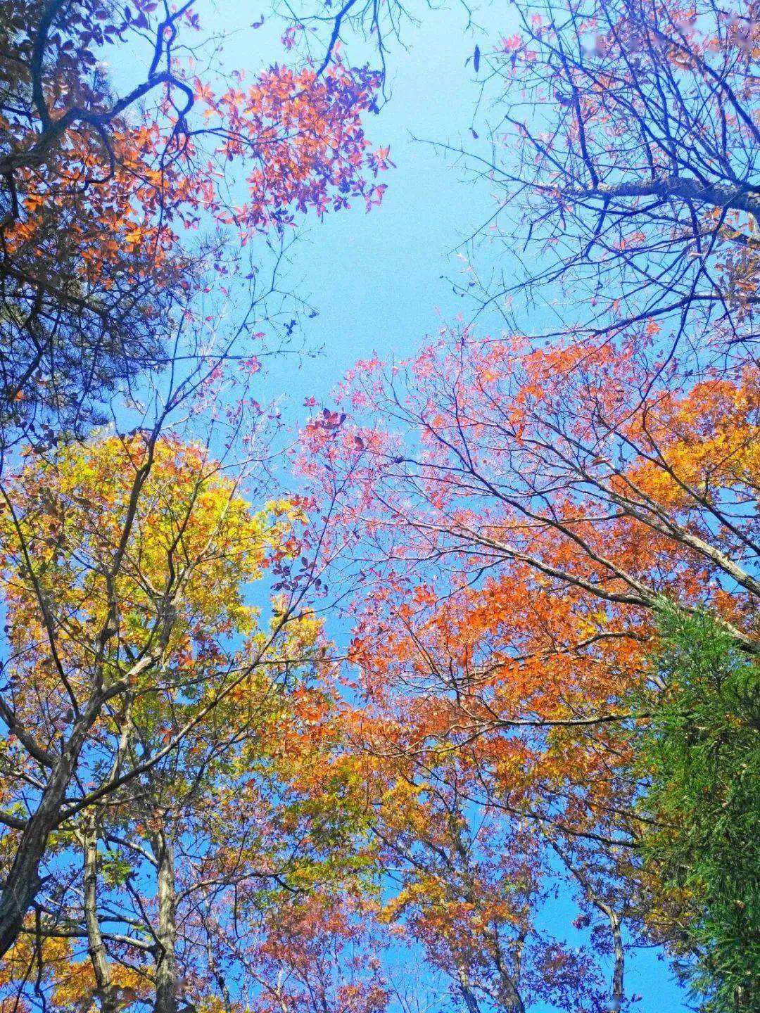 抓住秋天的尾巴探寻天曌山的惊艳