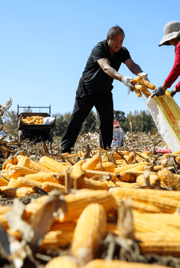 秋日乡村美 | 榆林玉米丰收"金"满仓_靖边_示范_单产