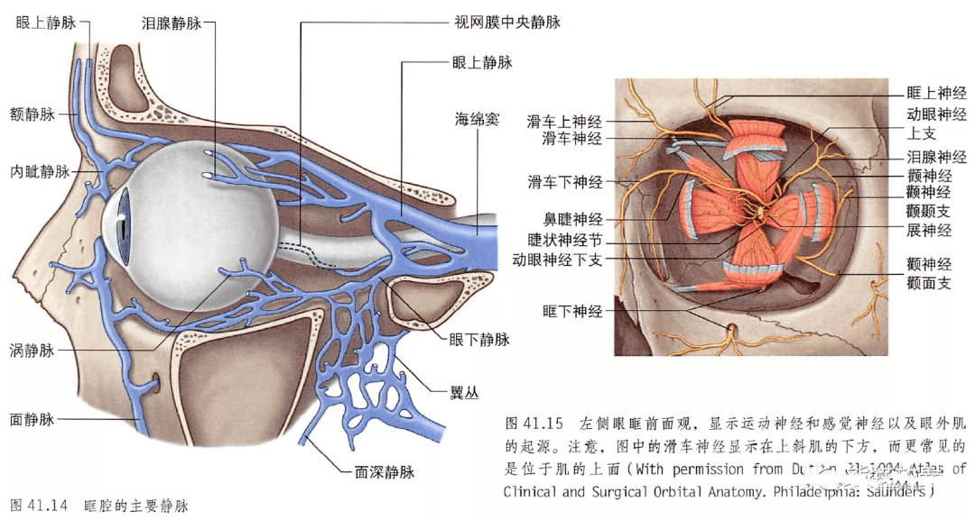 30张眼睛基础解剖精选图