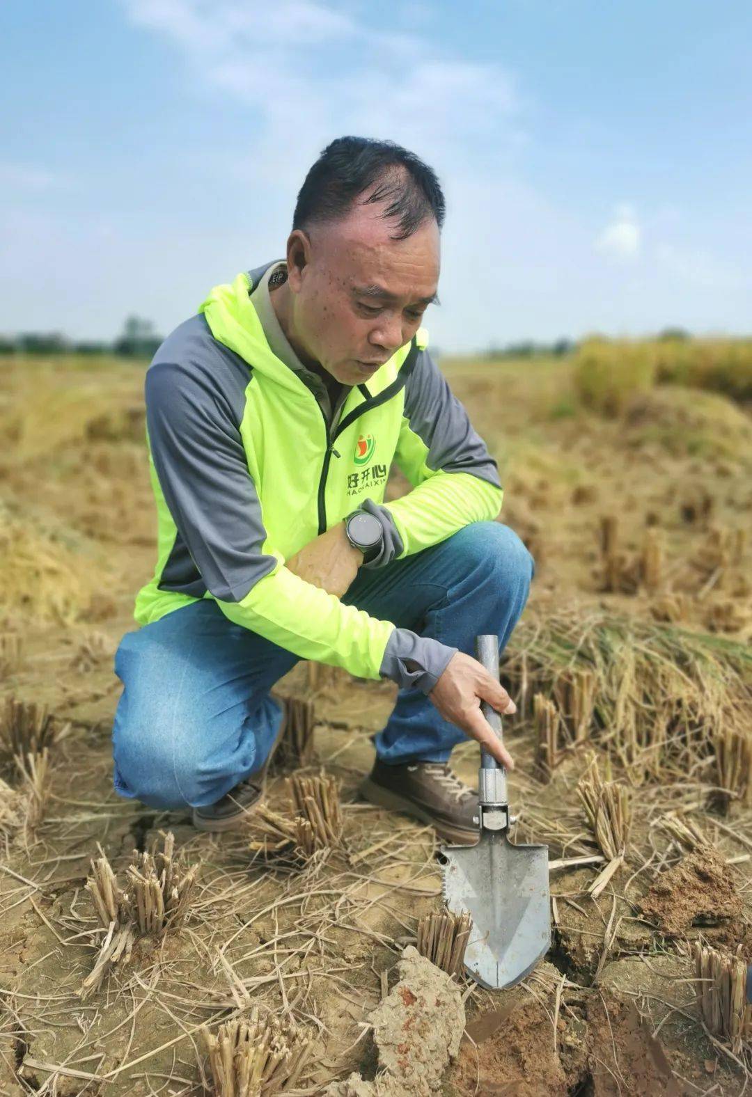 产量质量双提升!博罗杨村晚造益生菌水稻迎丰收