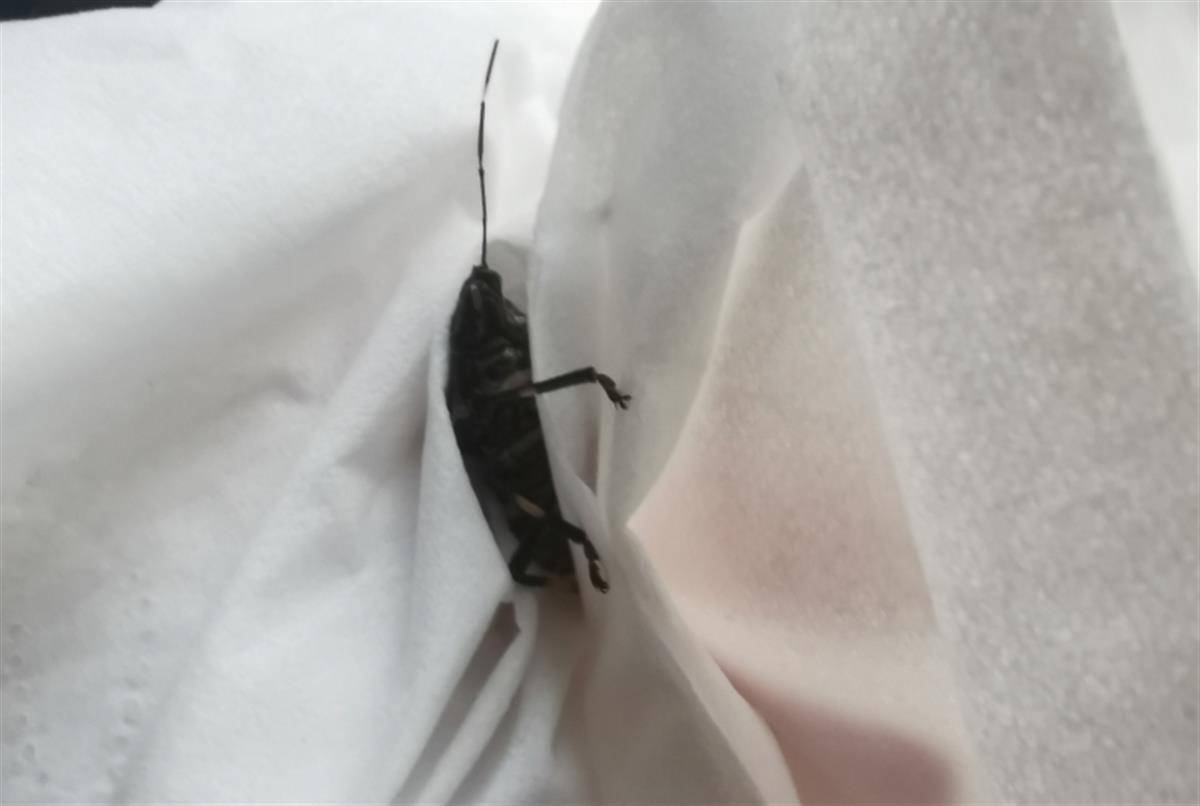 浙江多户居民遭"臭屁虫"入侵,有人家中扫出几斤,门窗关死都没用,网友