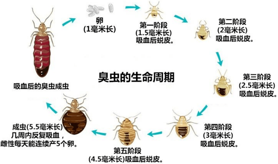 臭虫为不完全变态昆虫,一生经历卵,若虫和成虫三个时期