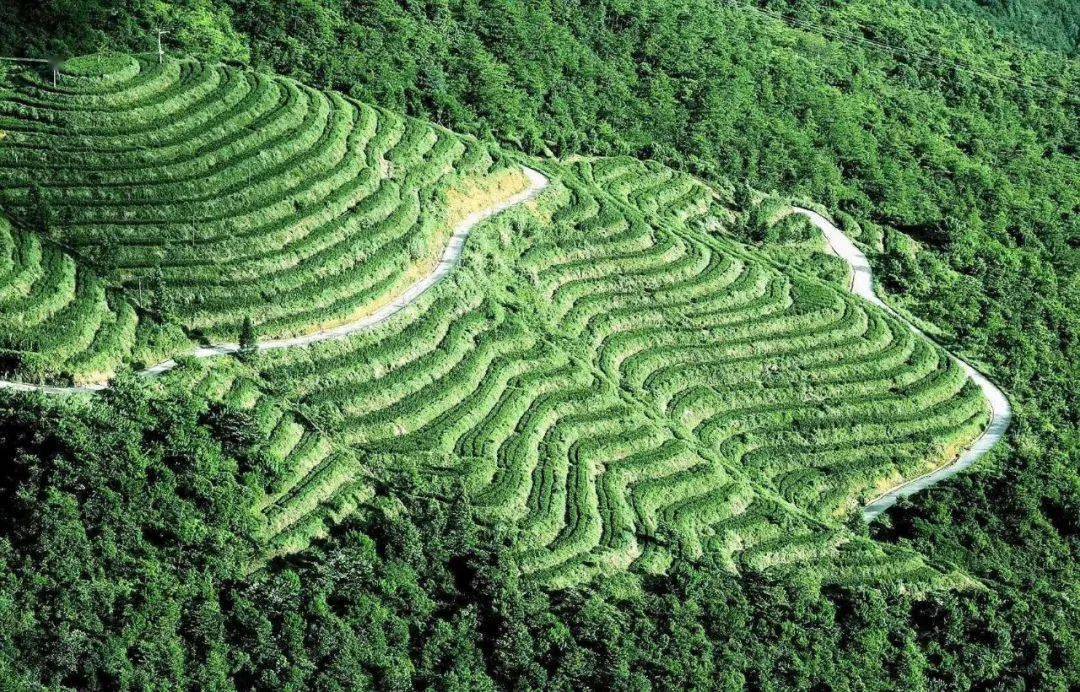 【11月12】云霄发团 安溪国心绿谷 清水岩纯玩1日游_云端_海拔_风景