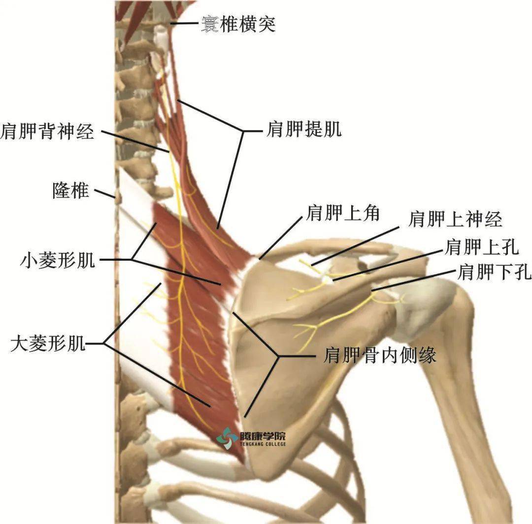 肩胛冈具体位置图图片