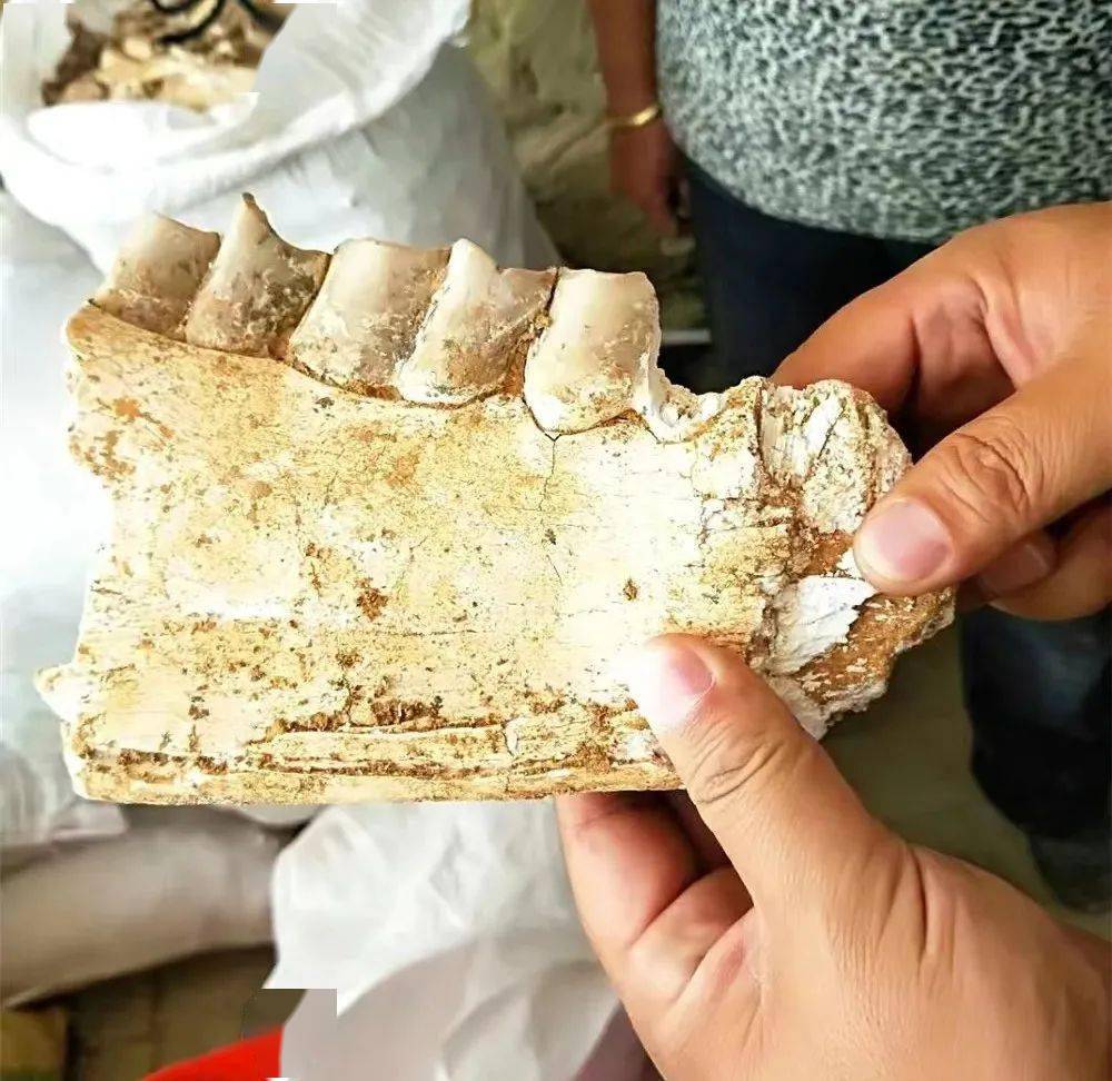 临县:挖"龙骨""黑吃黑"!11人被抓