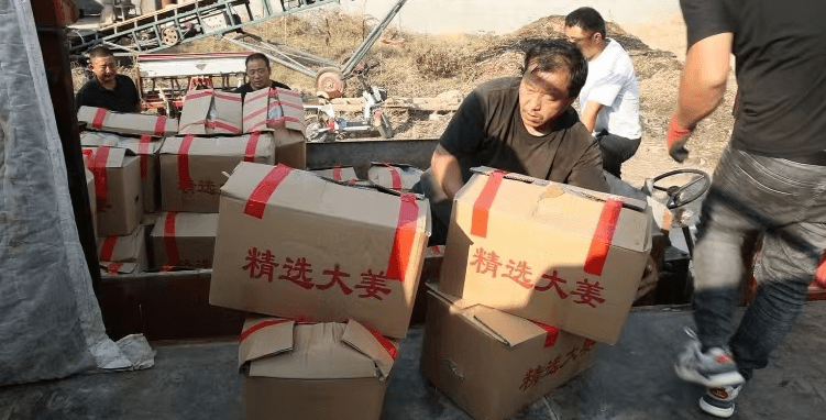 郸城:生姜喜丰收 致富好"姜"来_宁平镇_种植户_村民