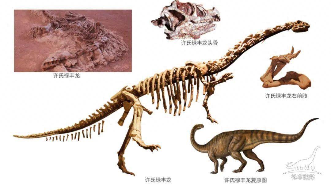 许氏禄丰龙禄丰市恐龙文化旅游节于10月26日至11月9日举行,恐龙文化