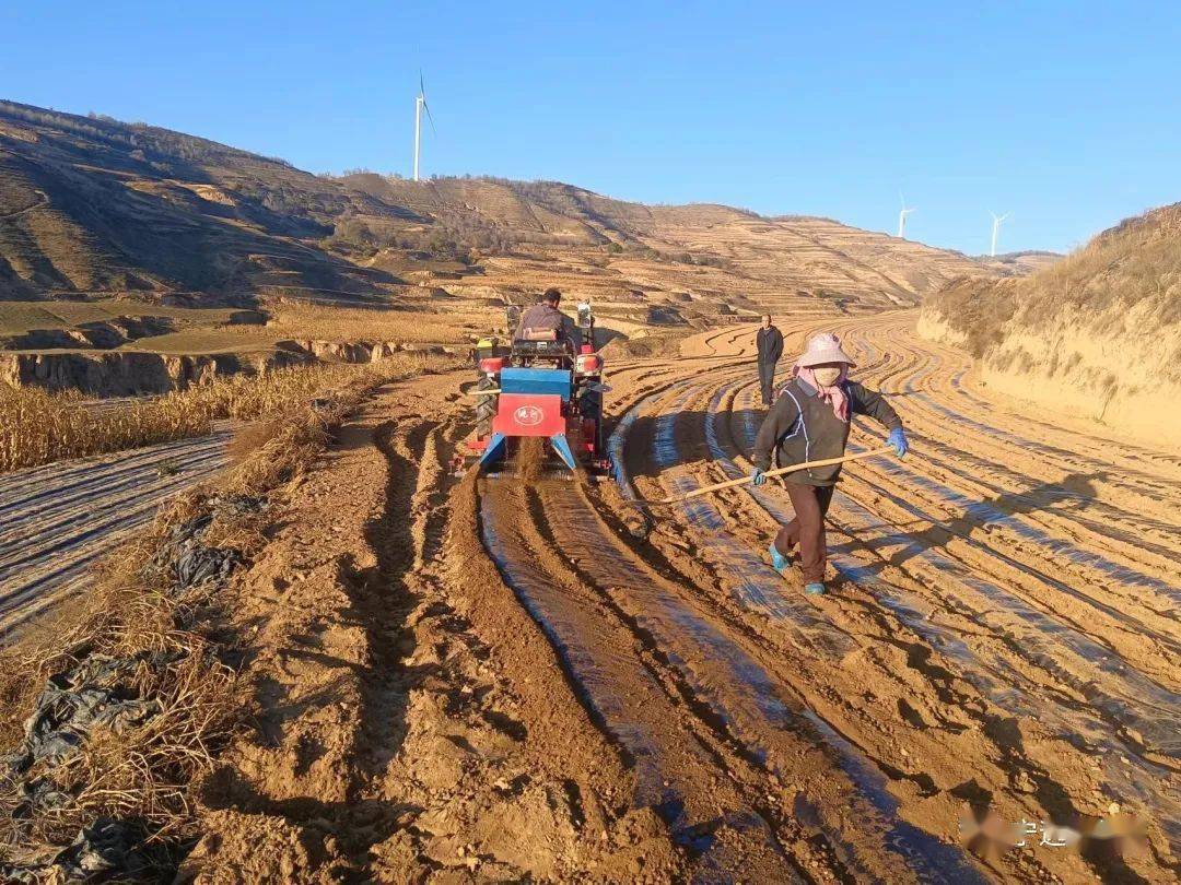 宁远镇:黄土地里耕丰年 覆膜田上播希望_技术_种植_发展