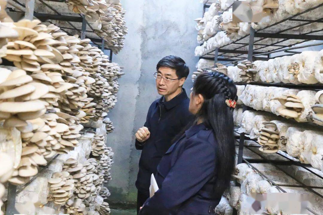 罗朝峰围绕巡视整改及基层治理工作开展主题教育调研_德钦县_维西县