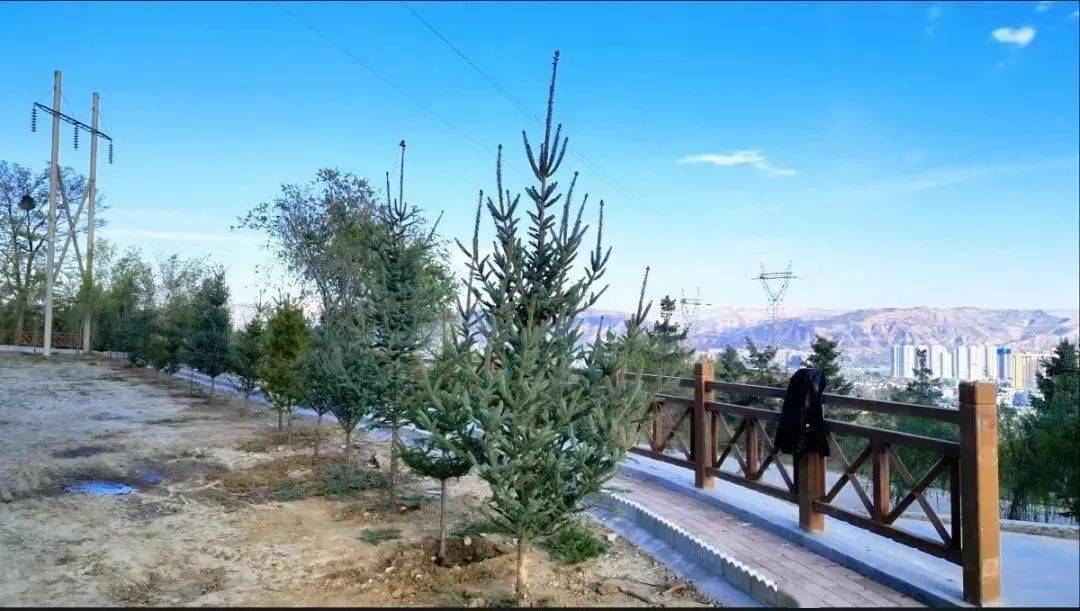 临夏县北塬镇:植树添新绿 乡村增颜值_崔家_云杉_环境