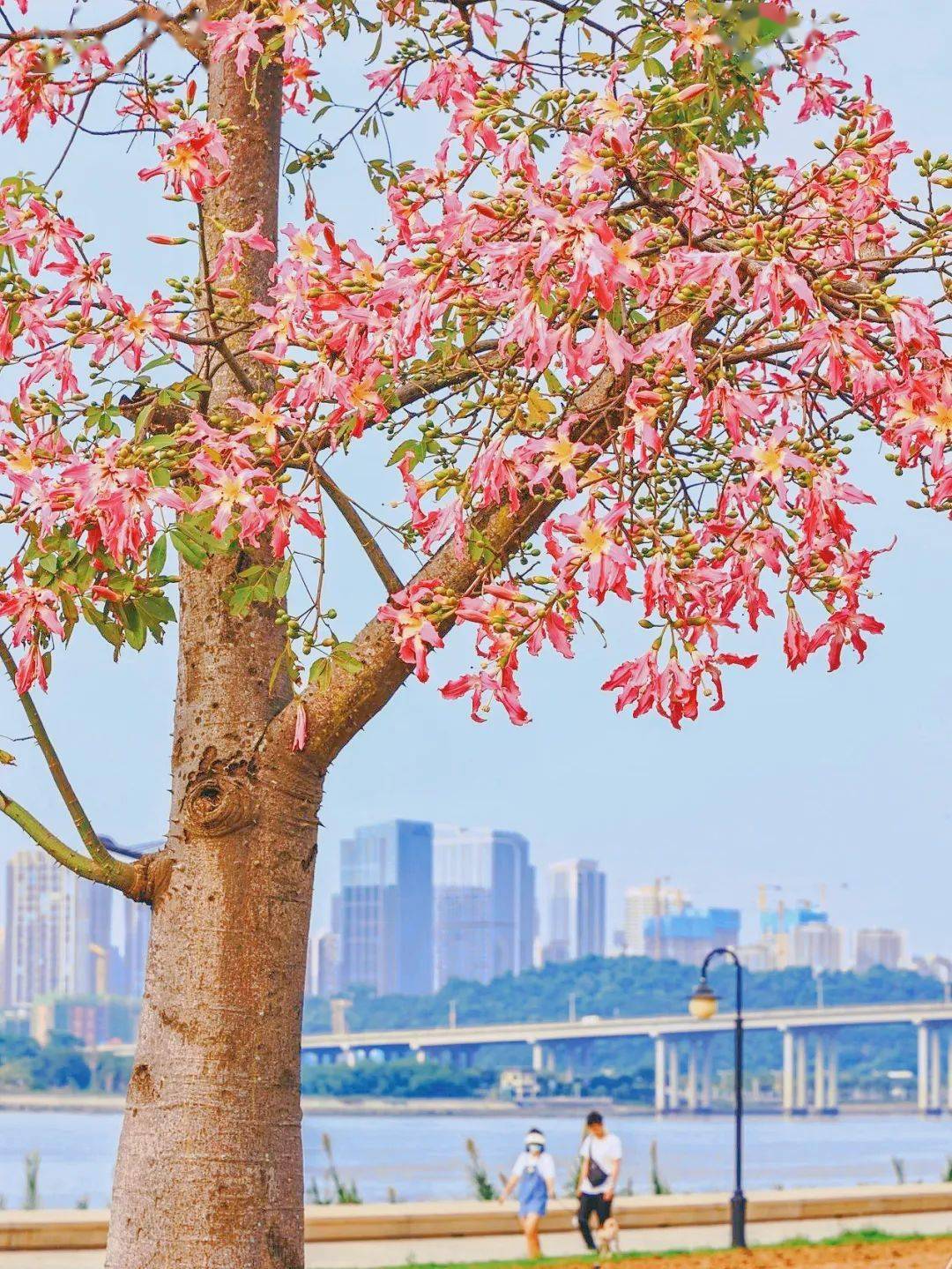 樱花木棉树简介图片