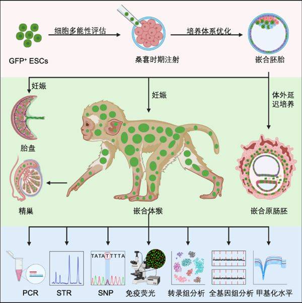 这只可爱的绿毛小猴是嵌合体！上海科学家在非人灵长类研究上持续突破 