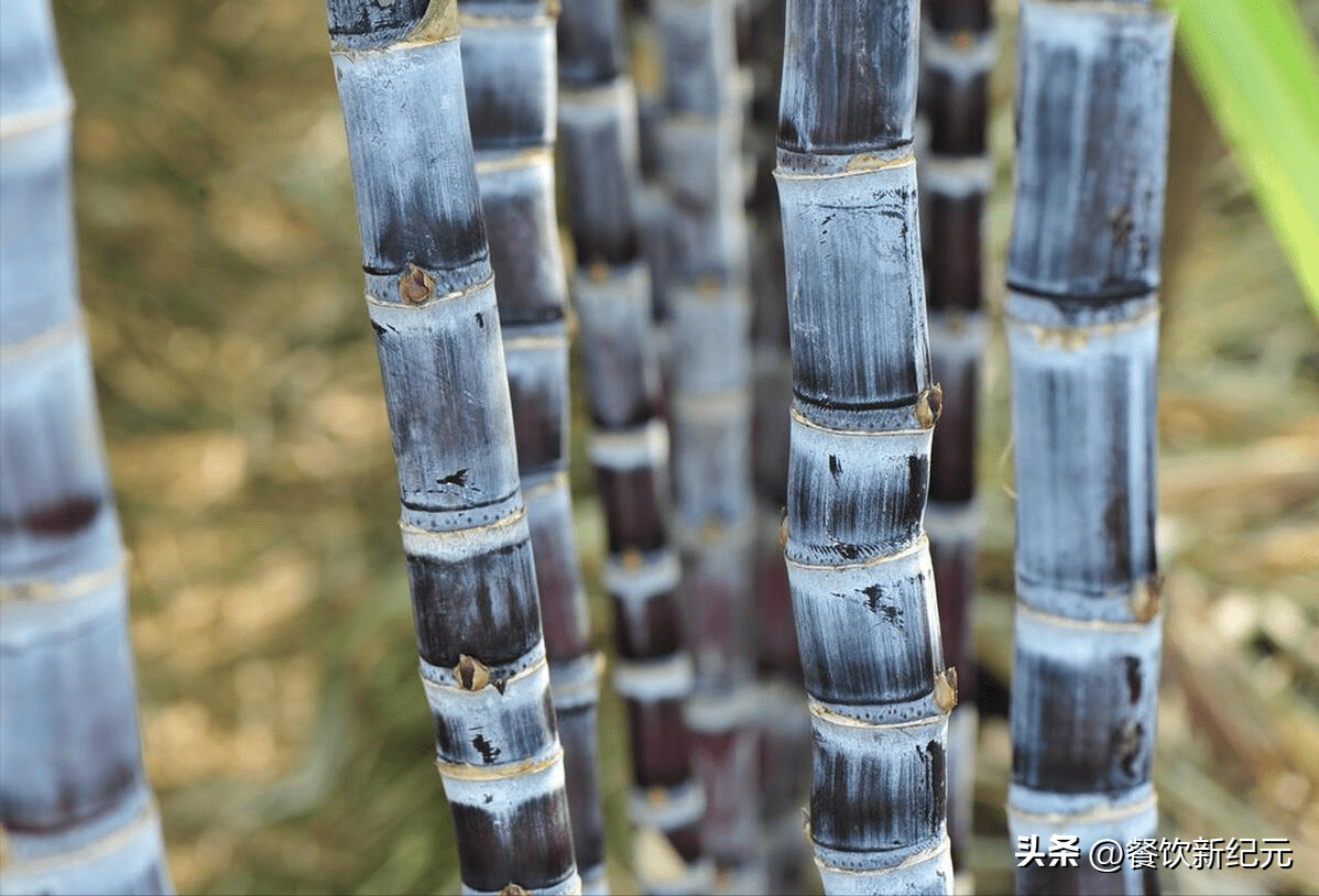 气候温和,水资源丰富,为甘蔗的生长提供了良好的条件,陶山甘蔗的糖分