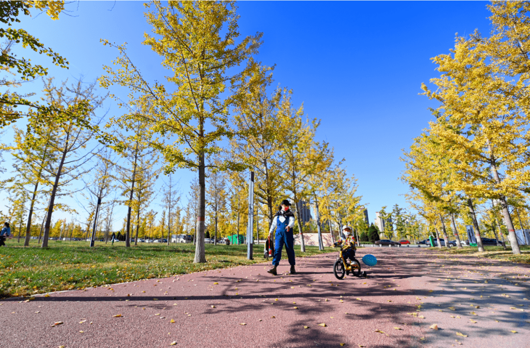 连日来,大厂回族自治县潮白河畔的万亩银杏林悄然换上了金装.