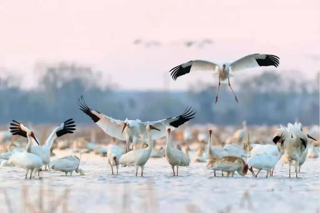 动物,浮游生物沼泽,草洲多类型环境冬季的鄱阳湖有浅水,泥滩叶学龄 摄