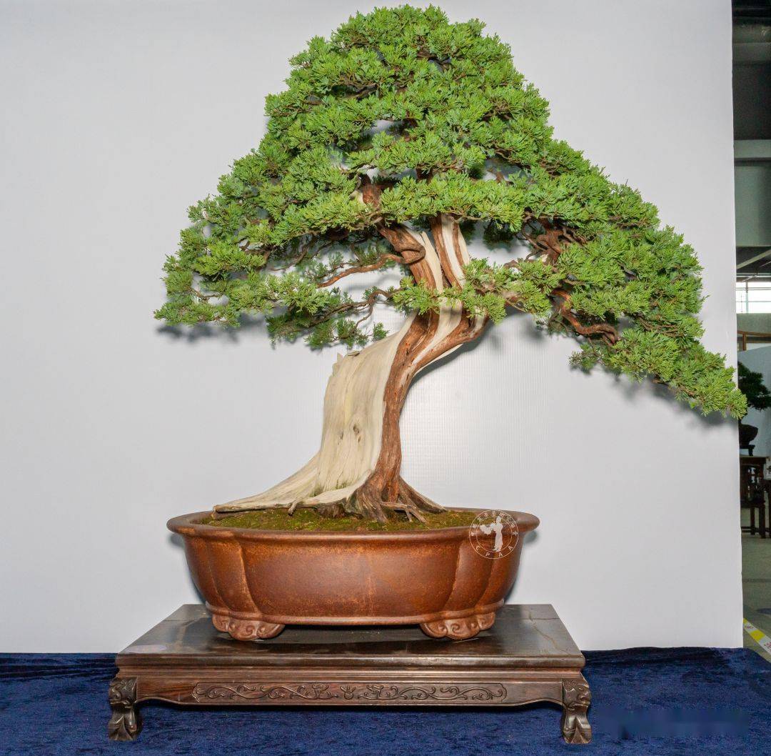 话小康"榆树 高110cm 黄岩再米根艺盆景园藏品"山涧有柏云在飞"真柏