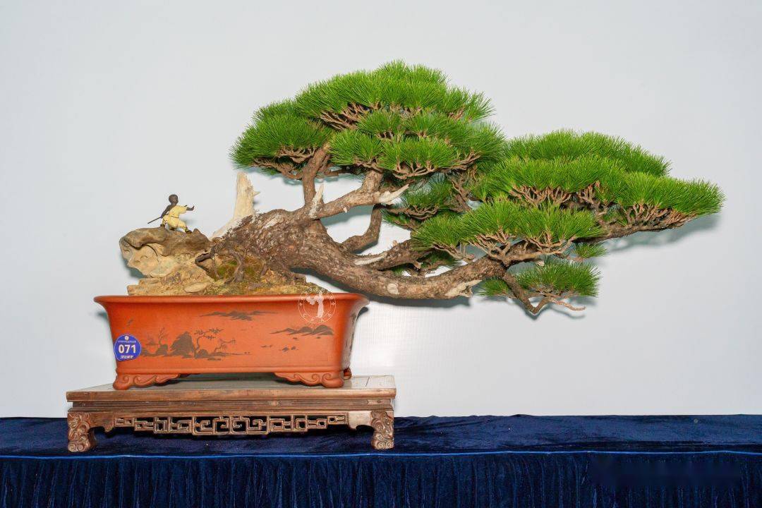 李国宾藏品"盛世华章"雀舌罗汉松 高168cm 刘德祥藏品"竞秀"五针松