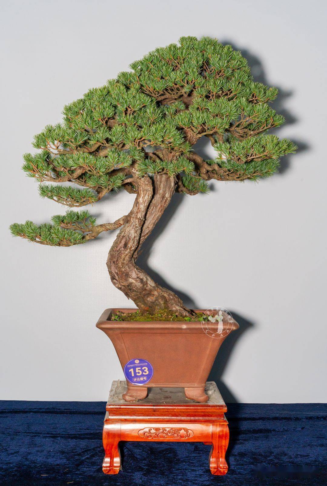"翠盖华章"五针松 高105cm 郑巨相藏品"拂云"真柏 高130cm 曹森藏品"