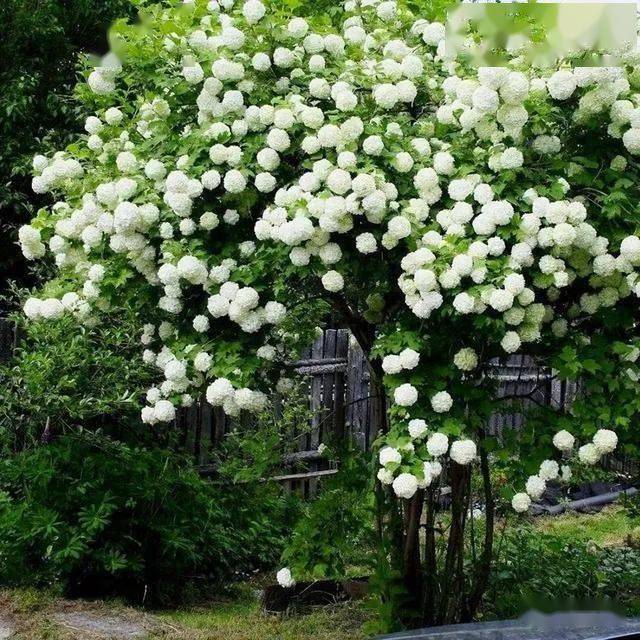 欧洲木绣球|一树繁花 · 惊艳一方!