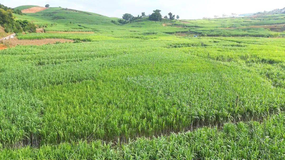 临沧双江:万亩甘蔗丰收在望_种植_技术_品种