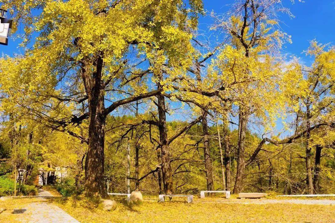 银杏染秋,颜值"巅峰"来了→_旅游_南雄_景区