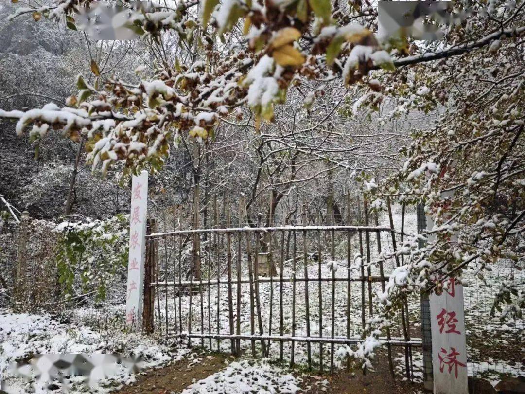 下雪了!鸡峰山开启雪景刷屏模式