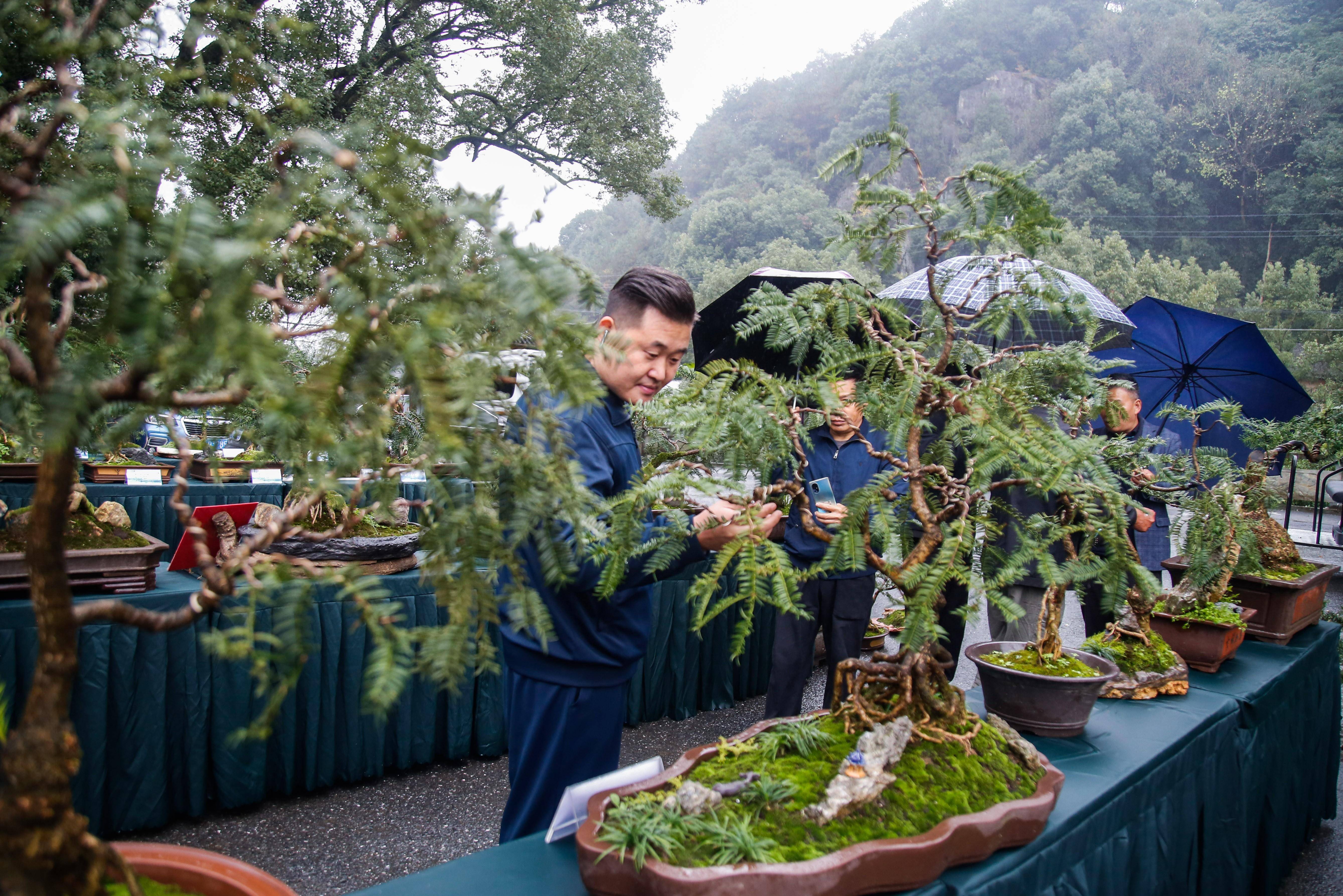 (社会)浙江诸暨:特色香榧产业助力百姓共富