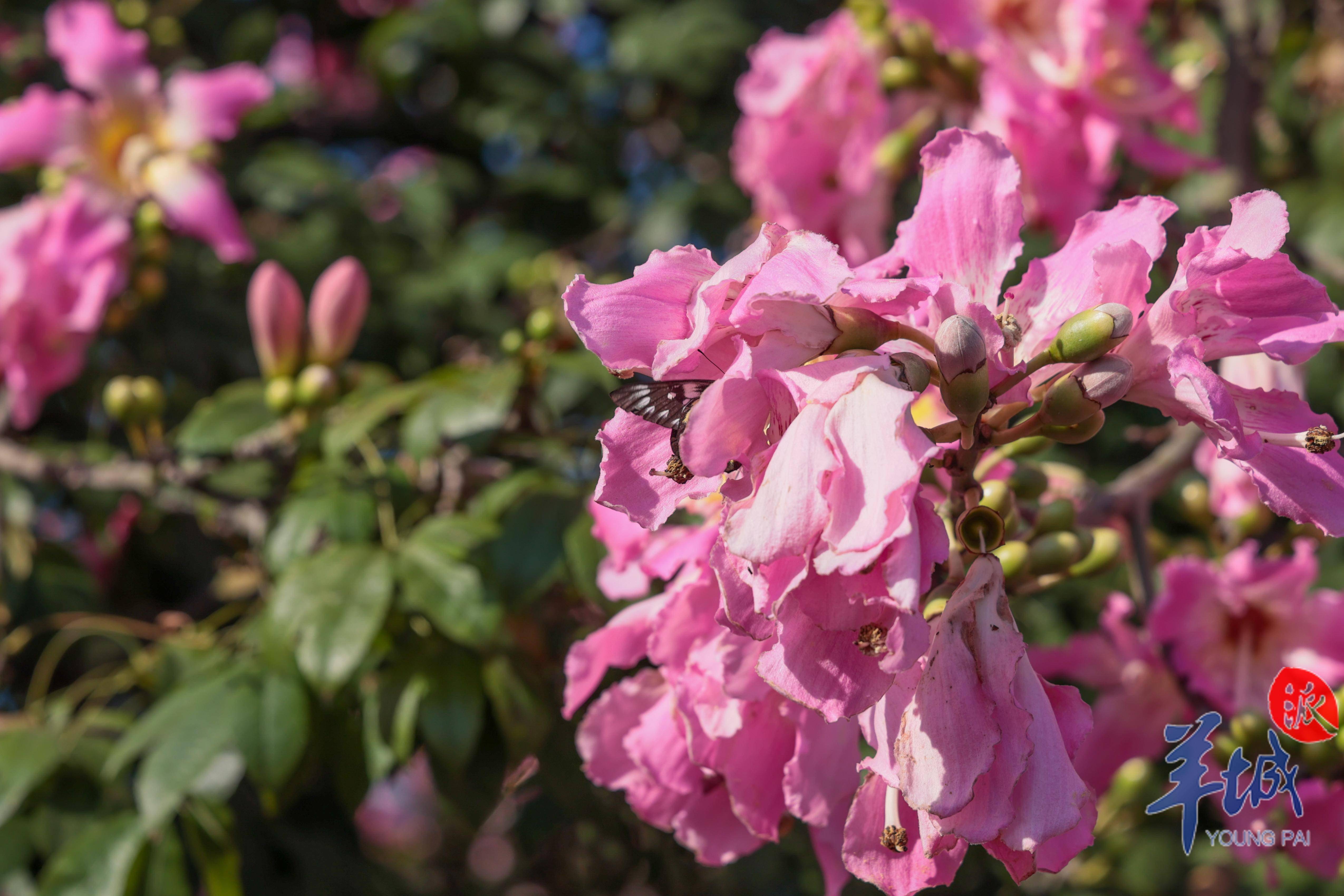 图集|美丽异木棉吸引众多路人打卡留影_花朵_穿着_游客