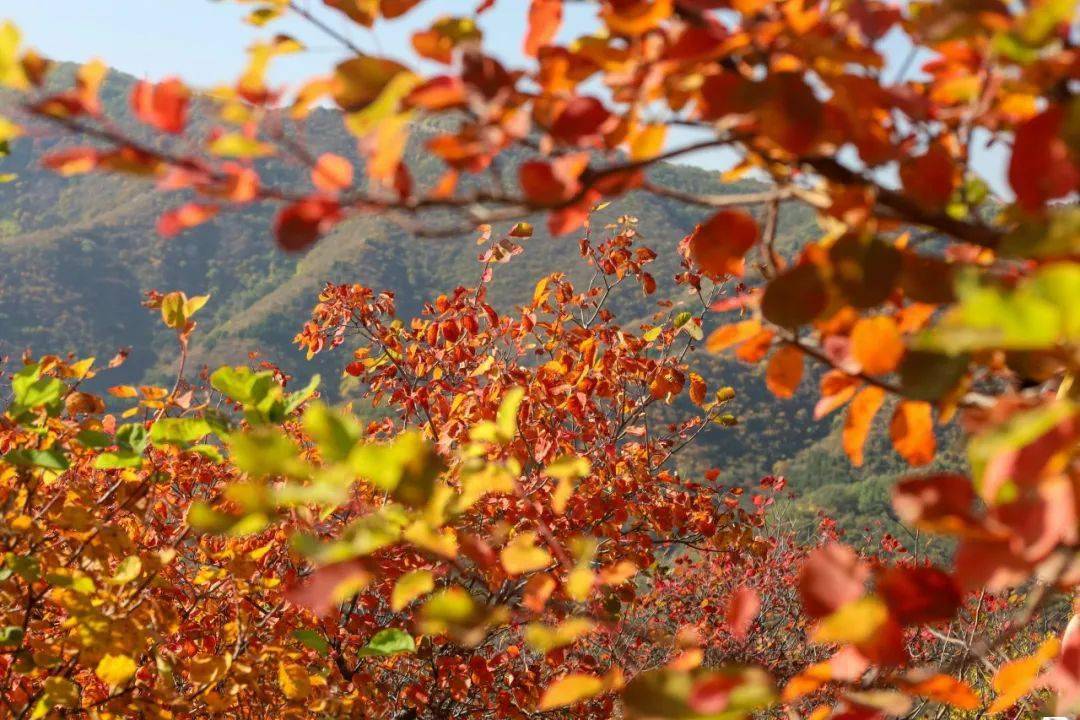 香山公园红叶图片