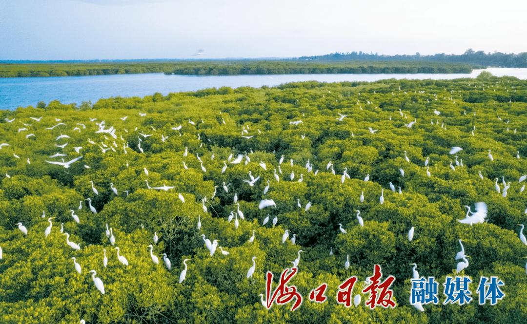 壮观！海南东寨港万鸟归巢_海口_红树林_自然保护区