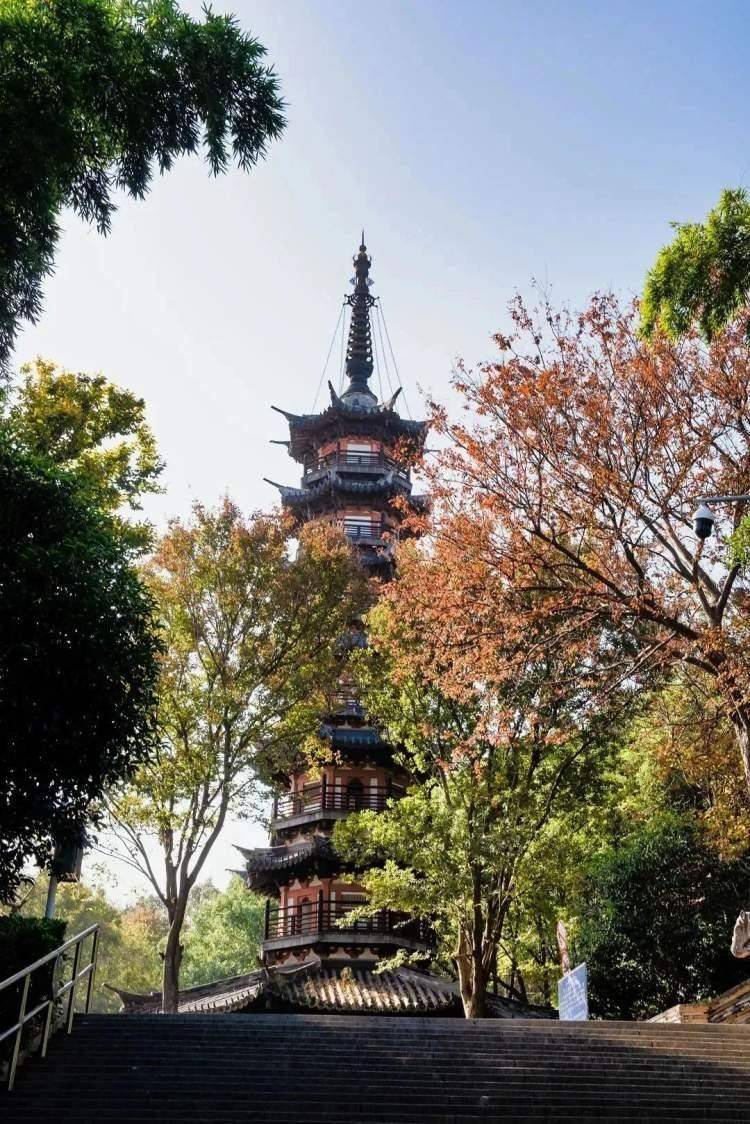 登高、骑行、赏花…… 捕捉松江秋日美景，这份旅游攻略请收下