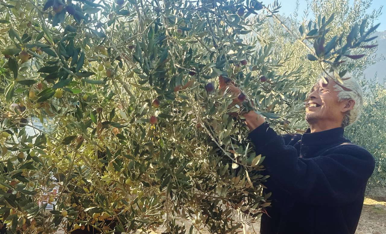 11月6日,武都区桔柑镇贺家坪村果农正在采摘油橄榄果
