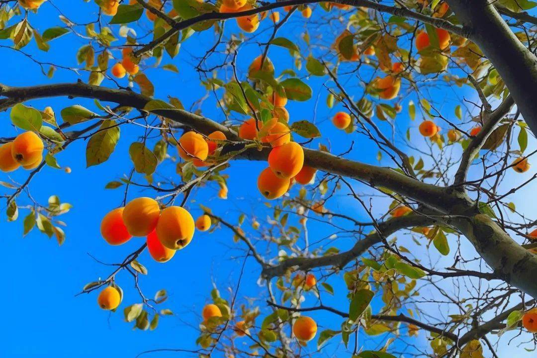 红红火火的柿子,红红火火的日子_果林_什么_风光