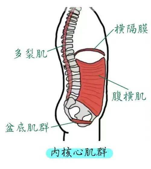 内收肌结节位置示意图图片