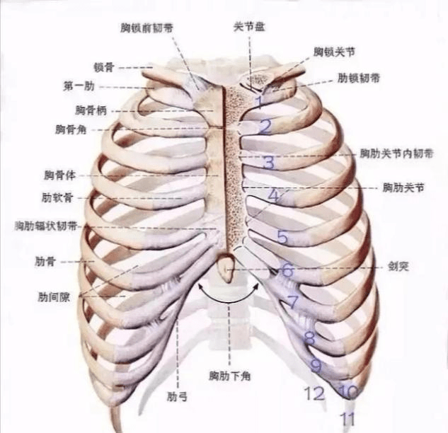 人的第八根肋骨位置图图片