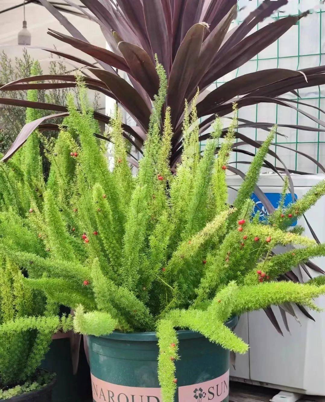 吹爆夏天的「狐尾天门冬」,一盆青翠蓬松的大尾巴,可爱到犯规!