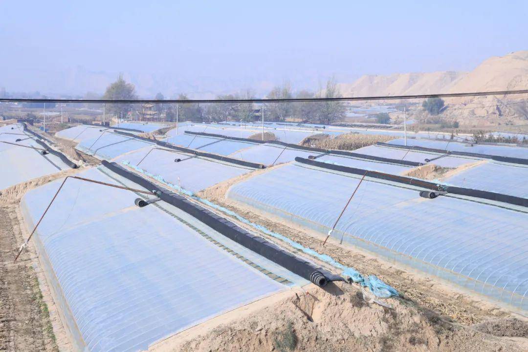 【乡村振兴】白银区:桦皮川村温室大棚好"丰"景,助村集体经济"棚"勃