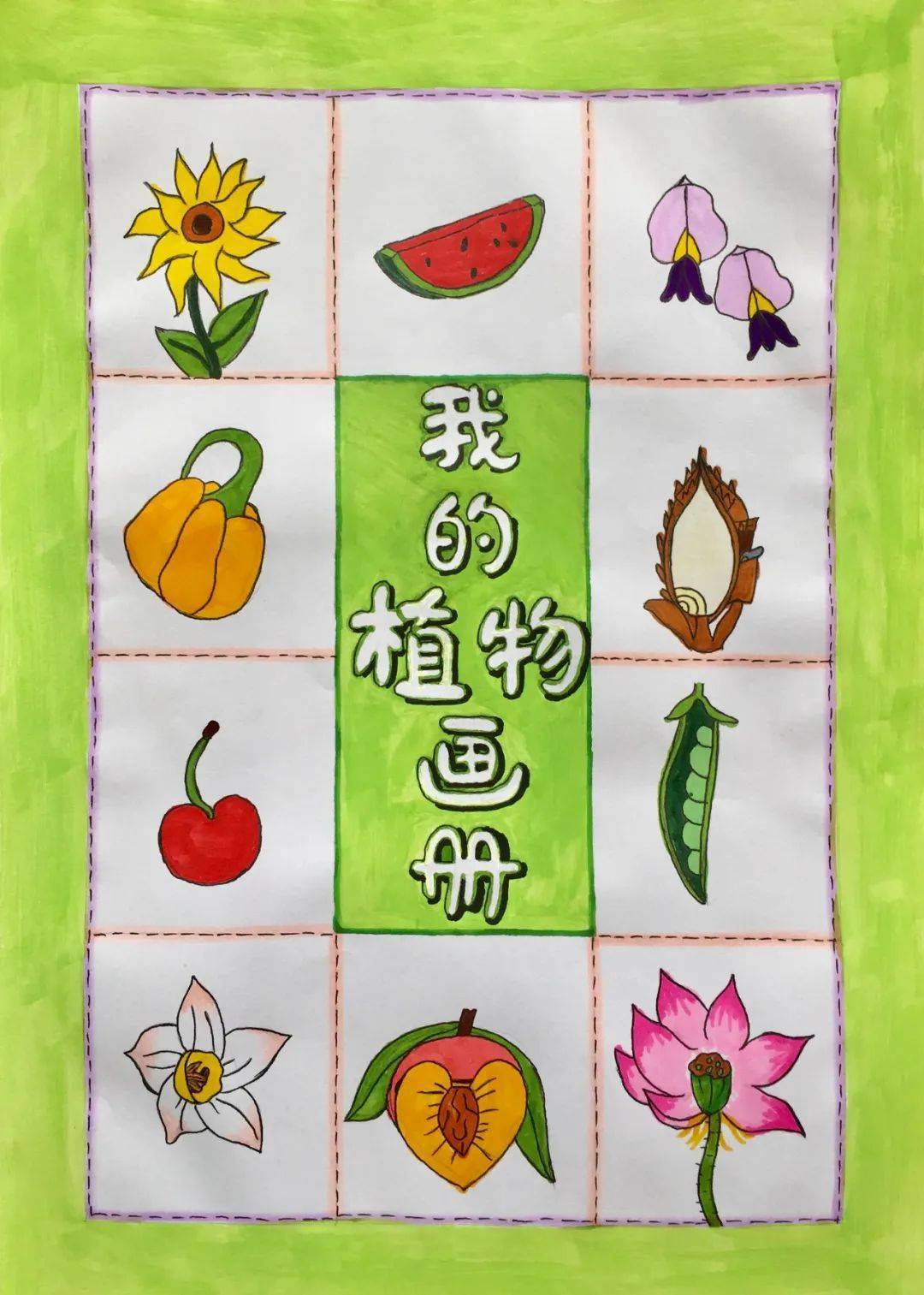 小学生植物画报示范图片