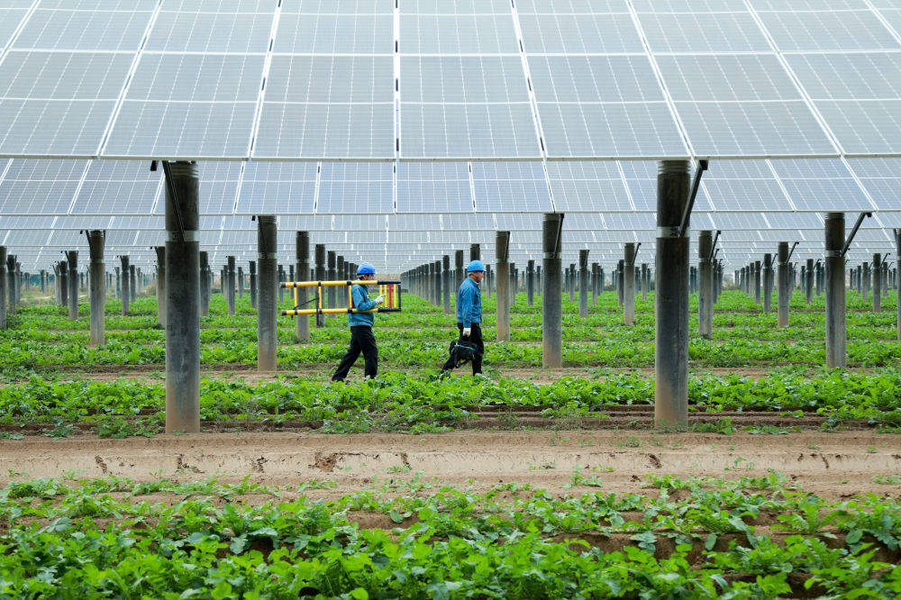 山东:"农光互补"一地两用实现"借光生金"_光伏发电站_种植_绿色