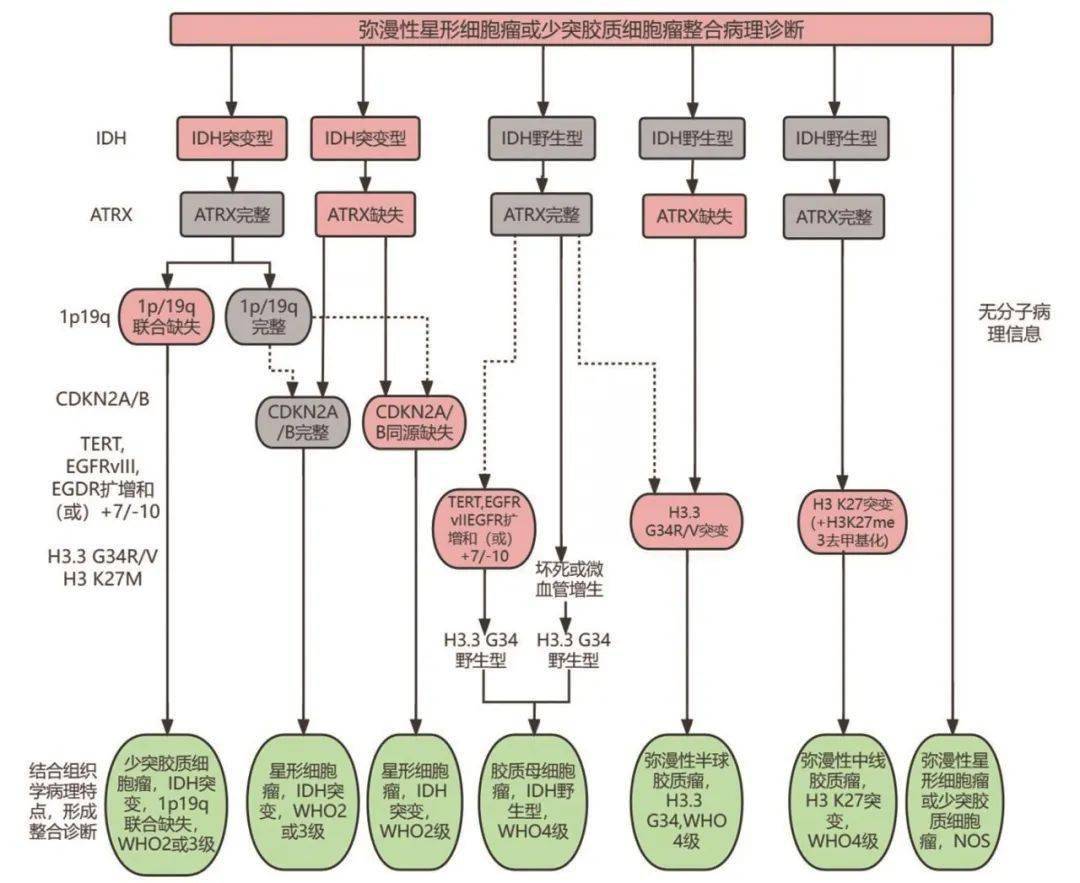 目前脑胶质瘤的诊断及分级主要依据2021年发布的《who中枢神经系统