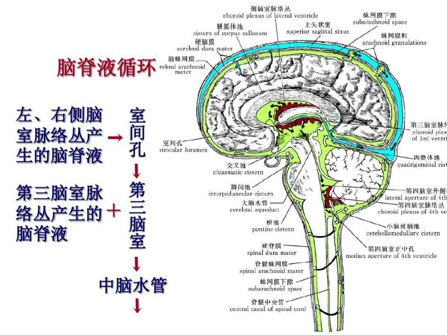 患儿_脑室_手术